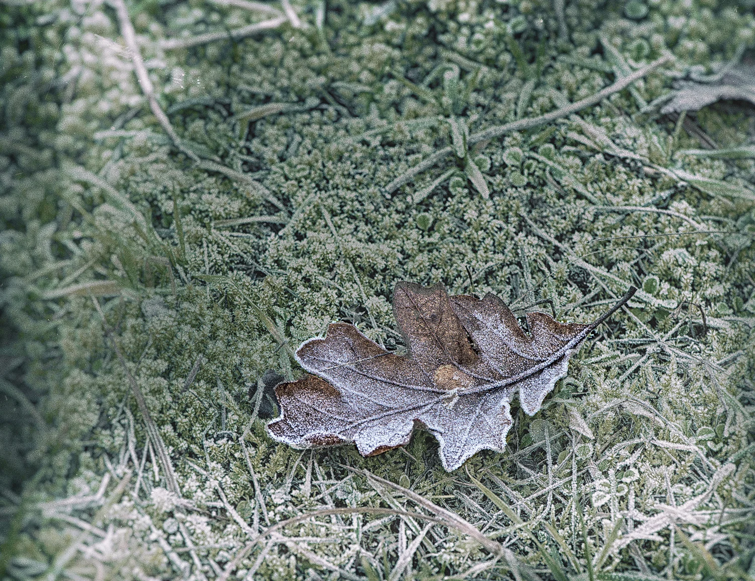 Winter Trees/Series of 10