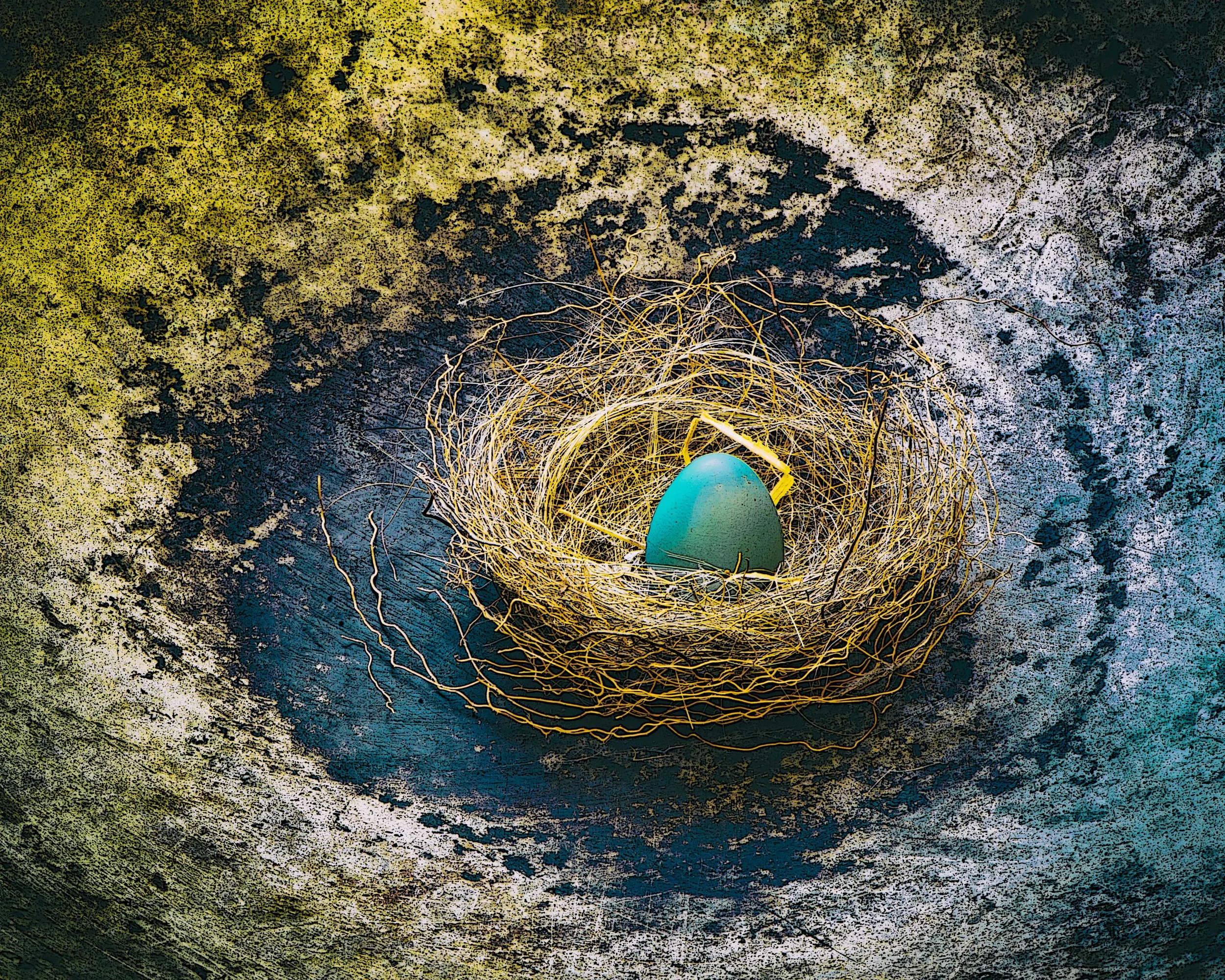 Bird's Nest Soup 1