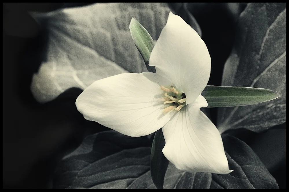 Flowers/Series of 15