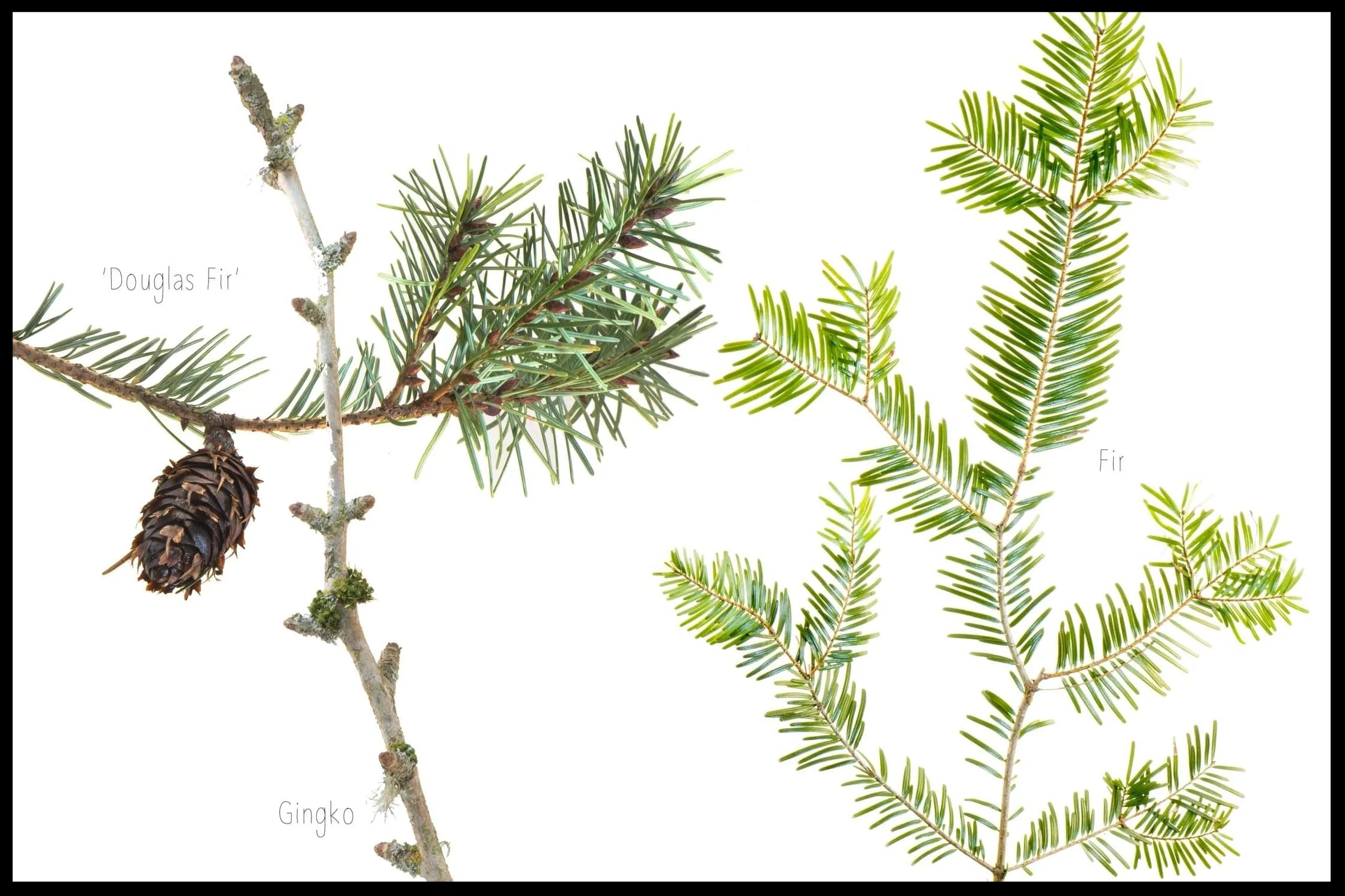 One Day in My Garden in Winter/Series of 12