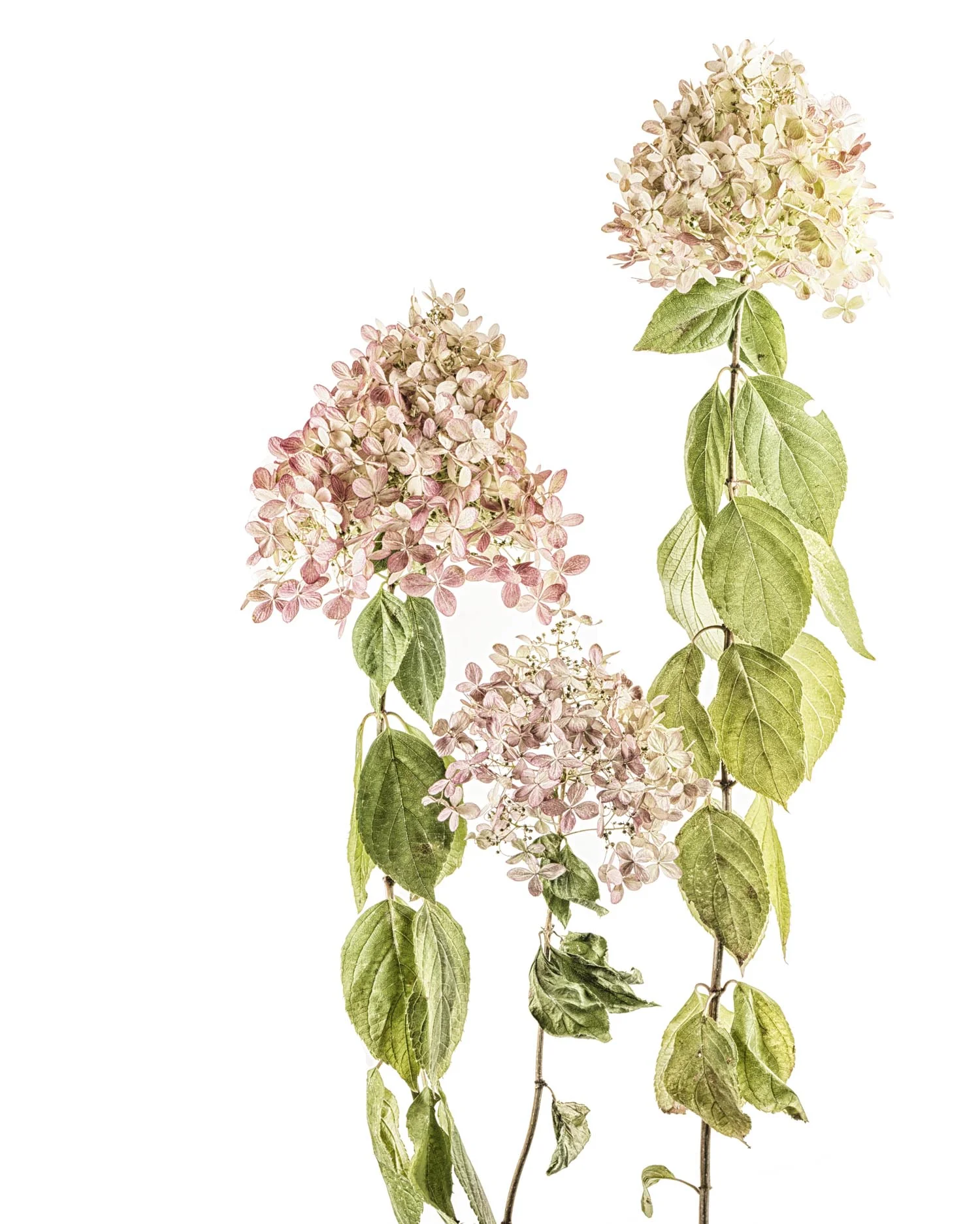 Hydrangeas/Series of 6