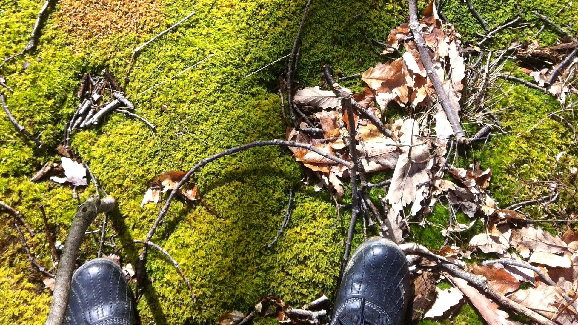 Glorious moss in Taconic National Forest, 2013