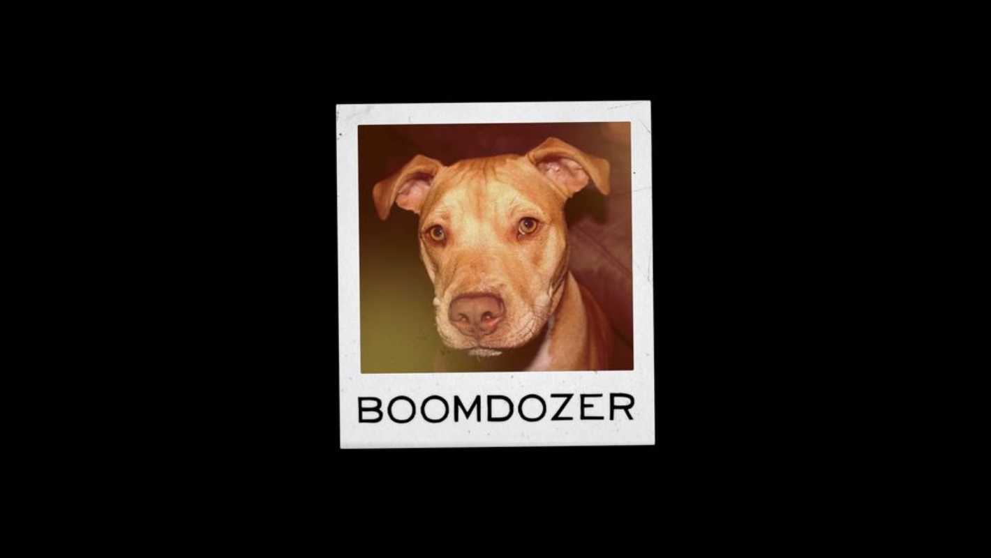 Meet Boomer, aka Boomdozer. SVP, Development & Crazymaking. 
