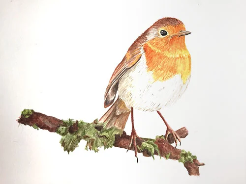 Watercolor, Bird 10" x 14"