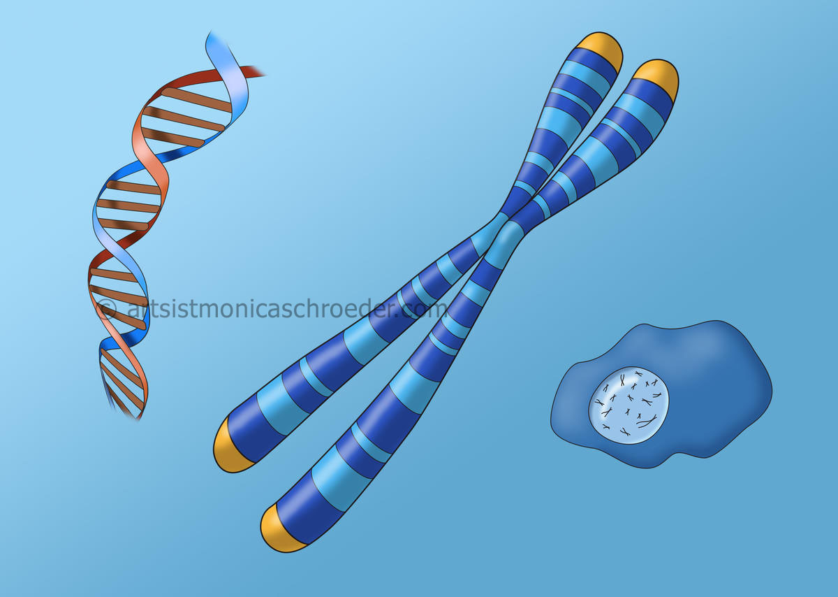 DNA, Chromosome, Cell Nucleus