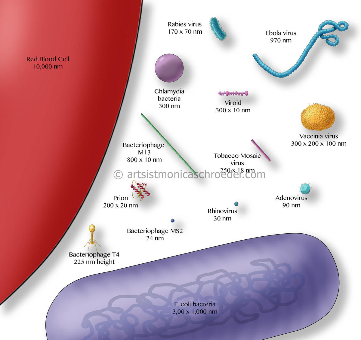 Comparative Sizes of Bacteria and Viruses