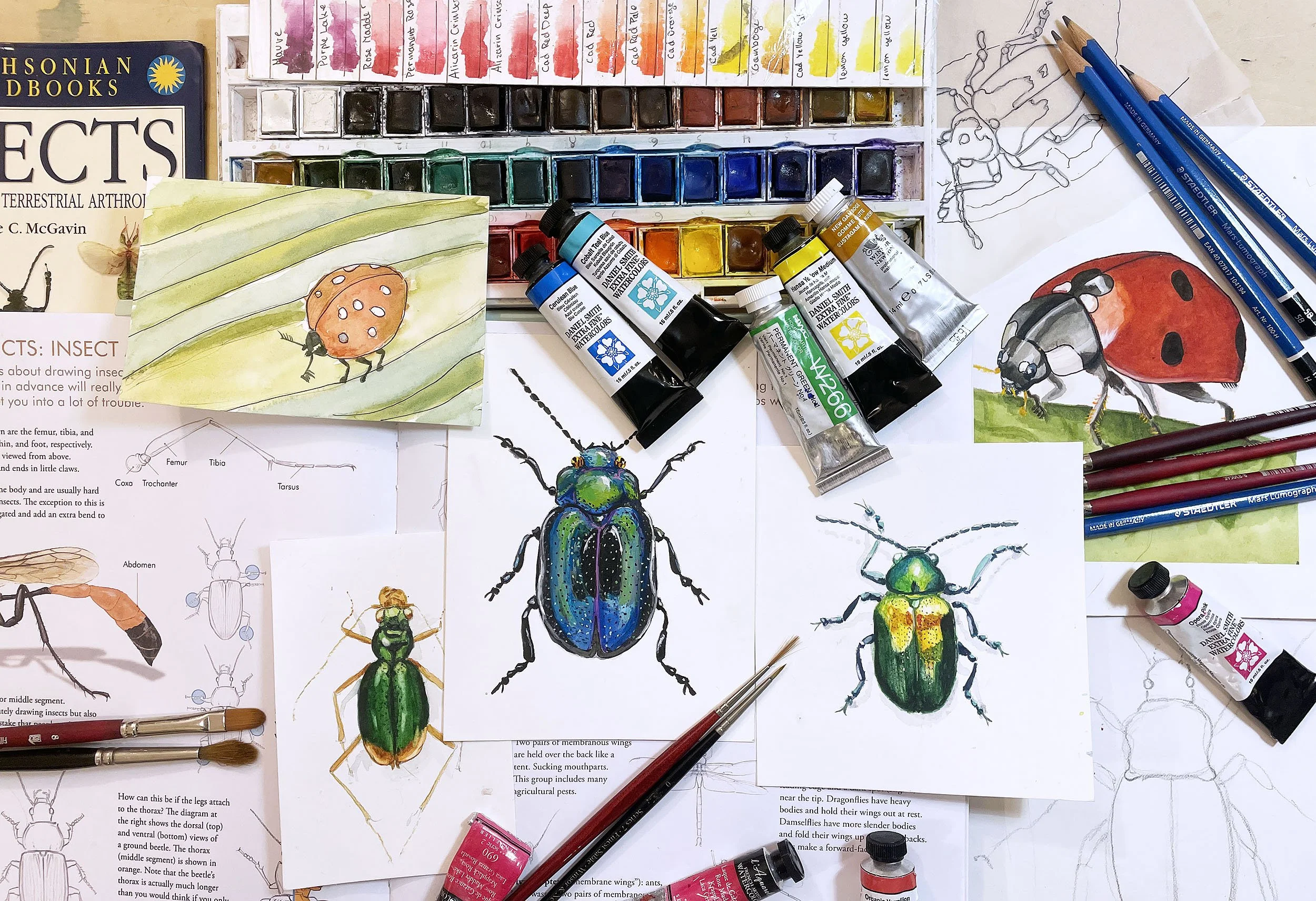 insect-2.jpg