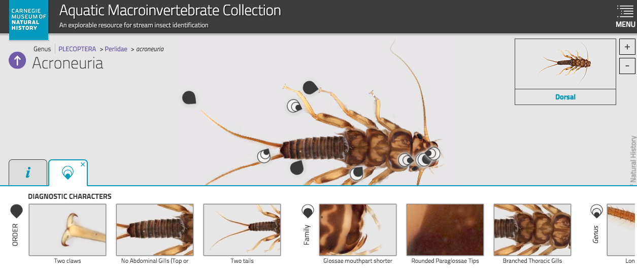 Source: Carnegie Museum of Natural History