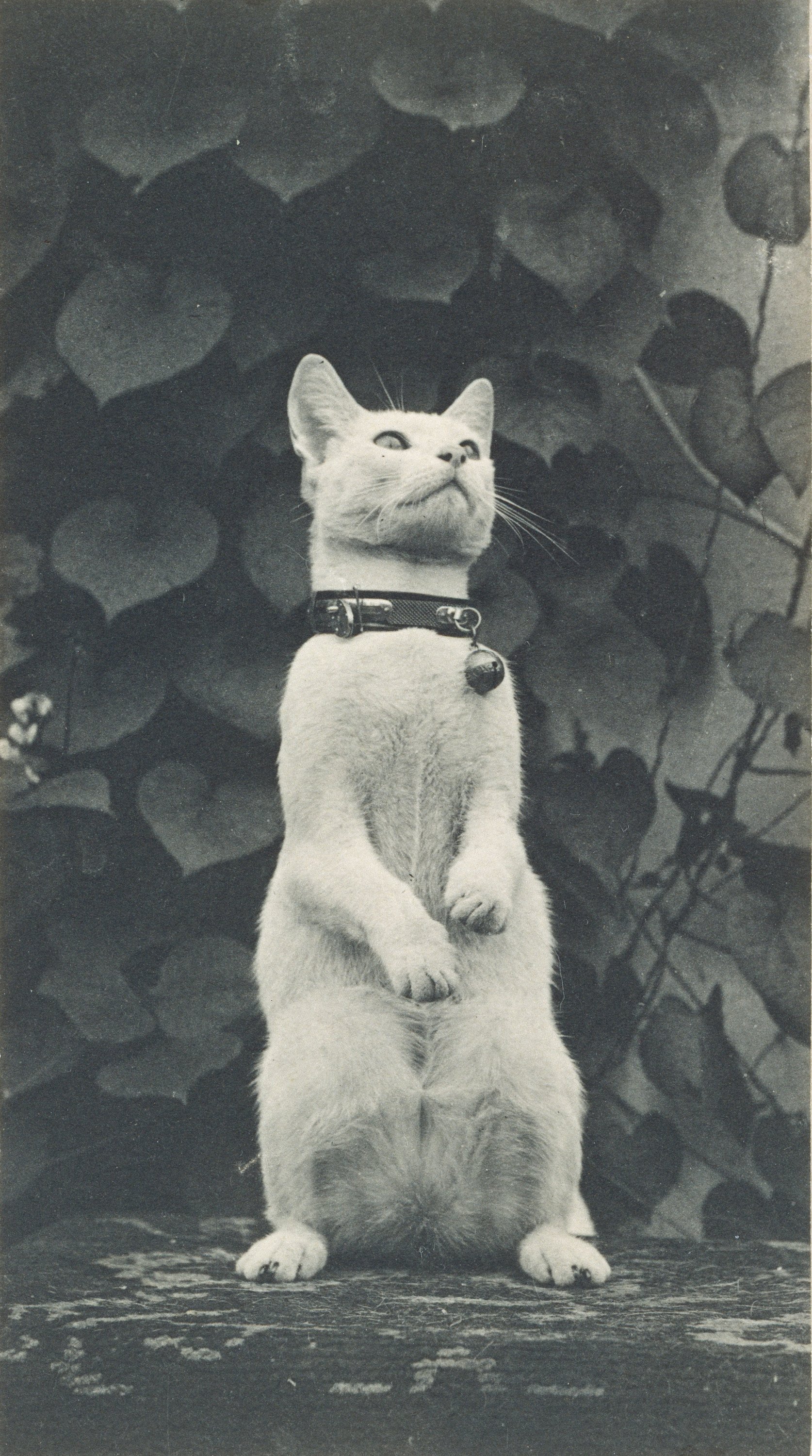 Fig. 3. Cat in Eakins's Yard, n.d. Thomas Eakins. 