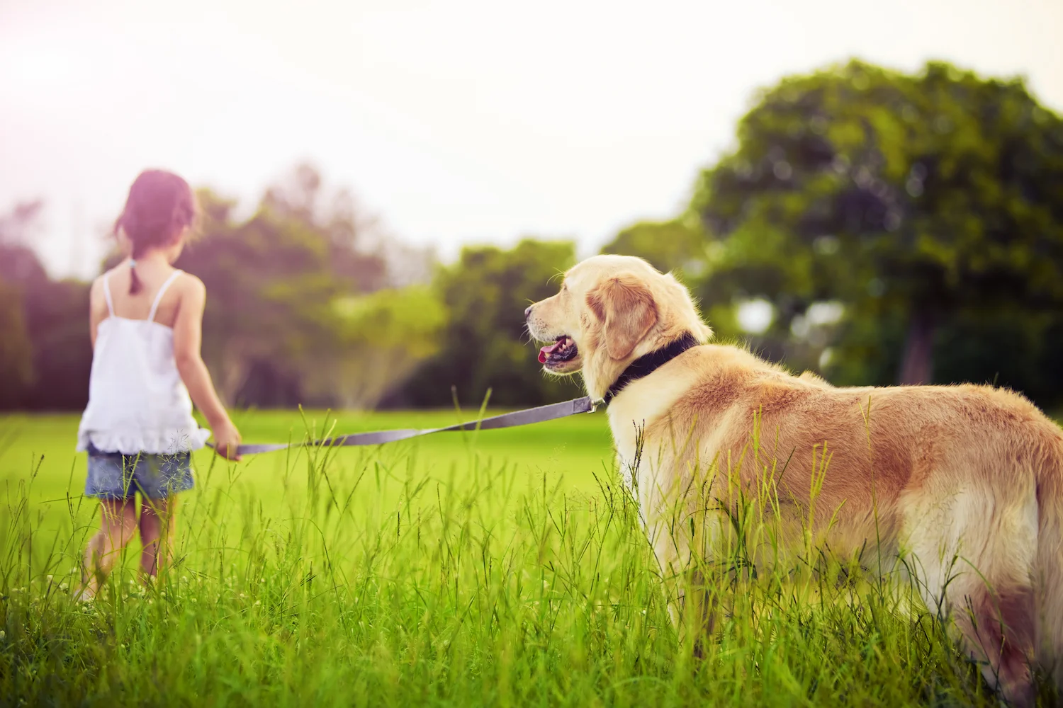 young-girl-with-golden-retriever-walking-away-PDPBRLS.jpg