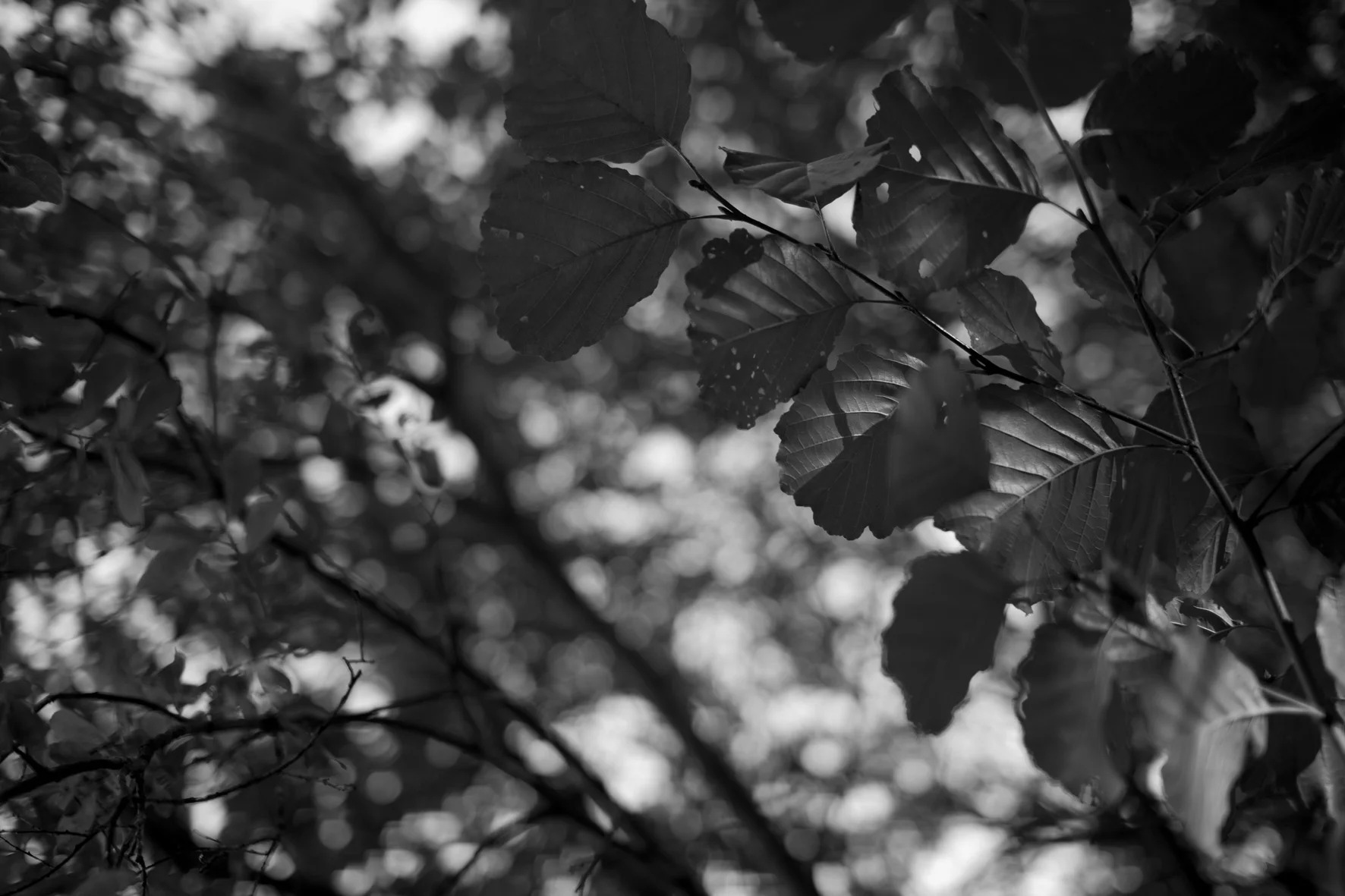 20130908_AnnaKatarina_MG_3727_webb.jpg