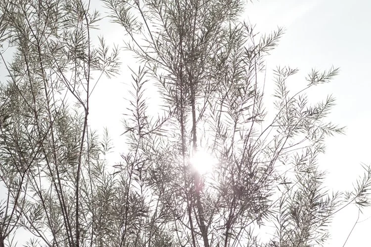 lighttree.jpg