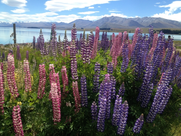 Lupin Flowers at Lake Tekapo New Zealand