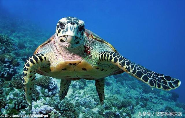 Turtle.jpeg