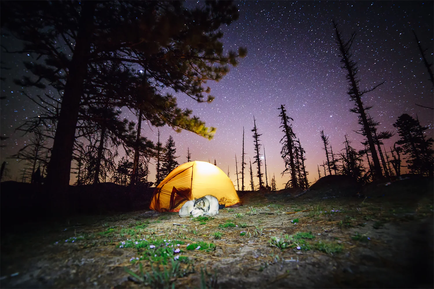 malamute-camping-stars.jpg