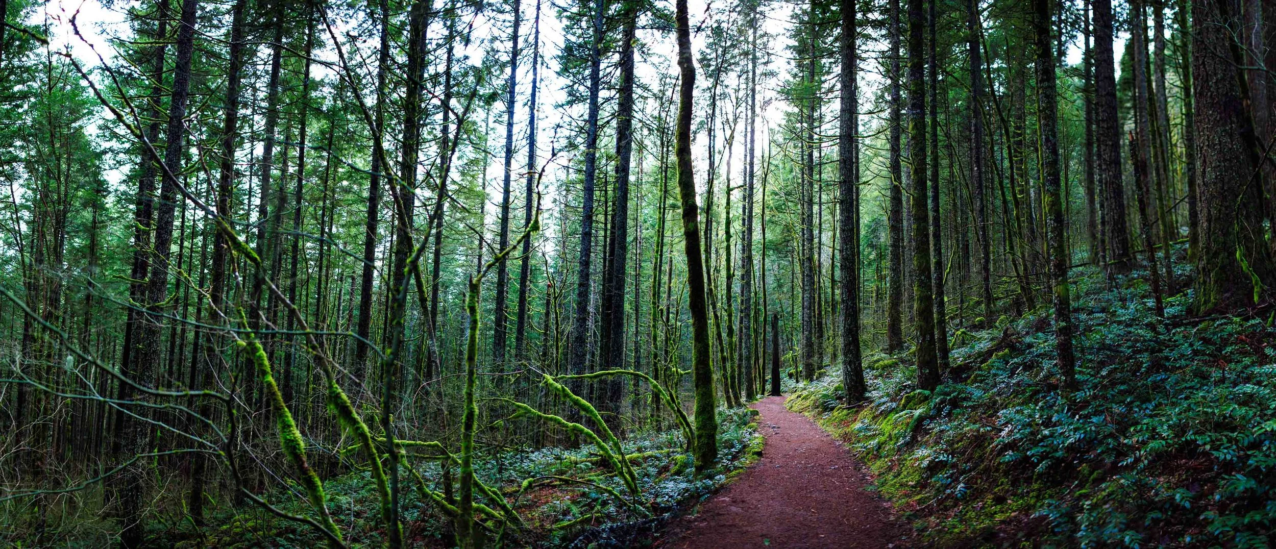 hamilton-mountain-trail.jpg