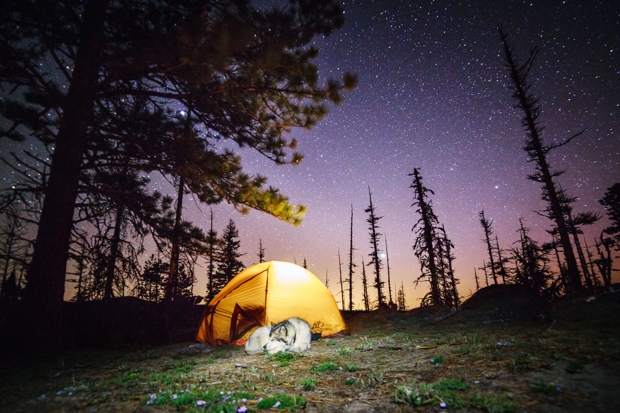  An Alaskan Malamute sleeping outside the tent under the stars near Lookout Mountain, Oregon. 