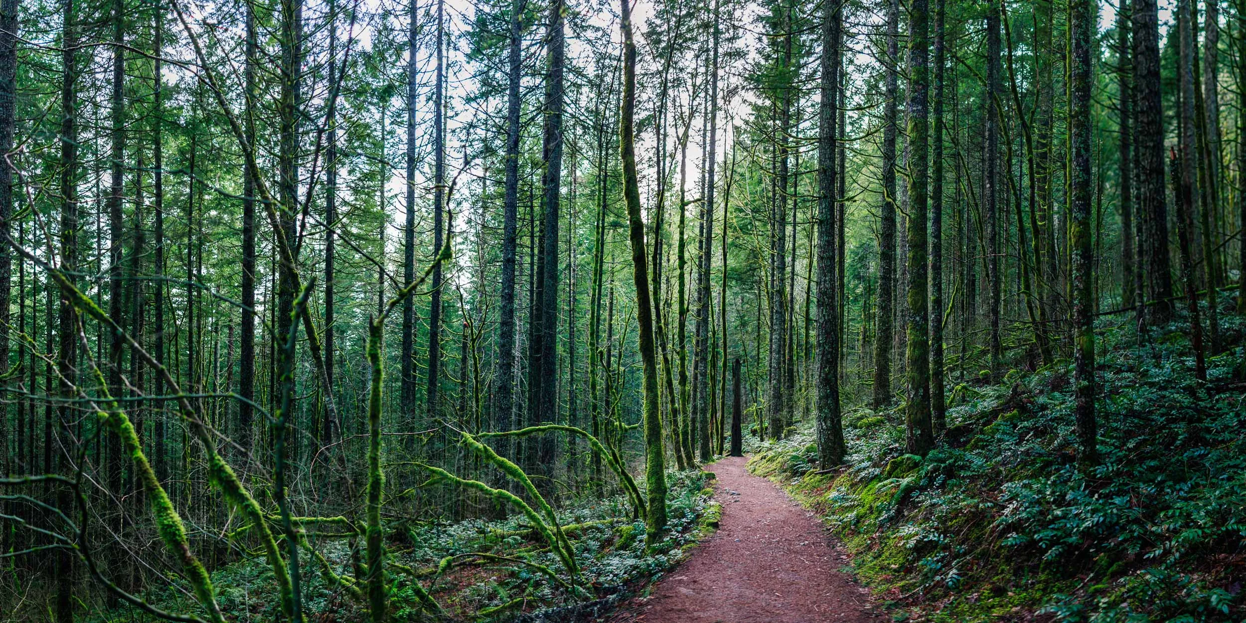 _MG_5401-Pano-Edit.jpg