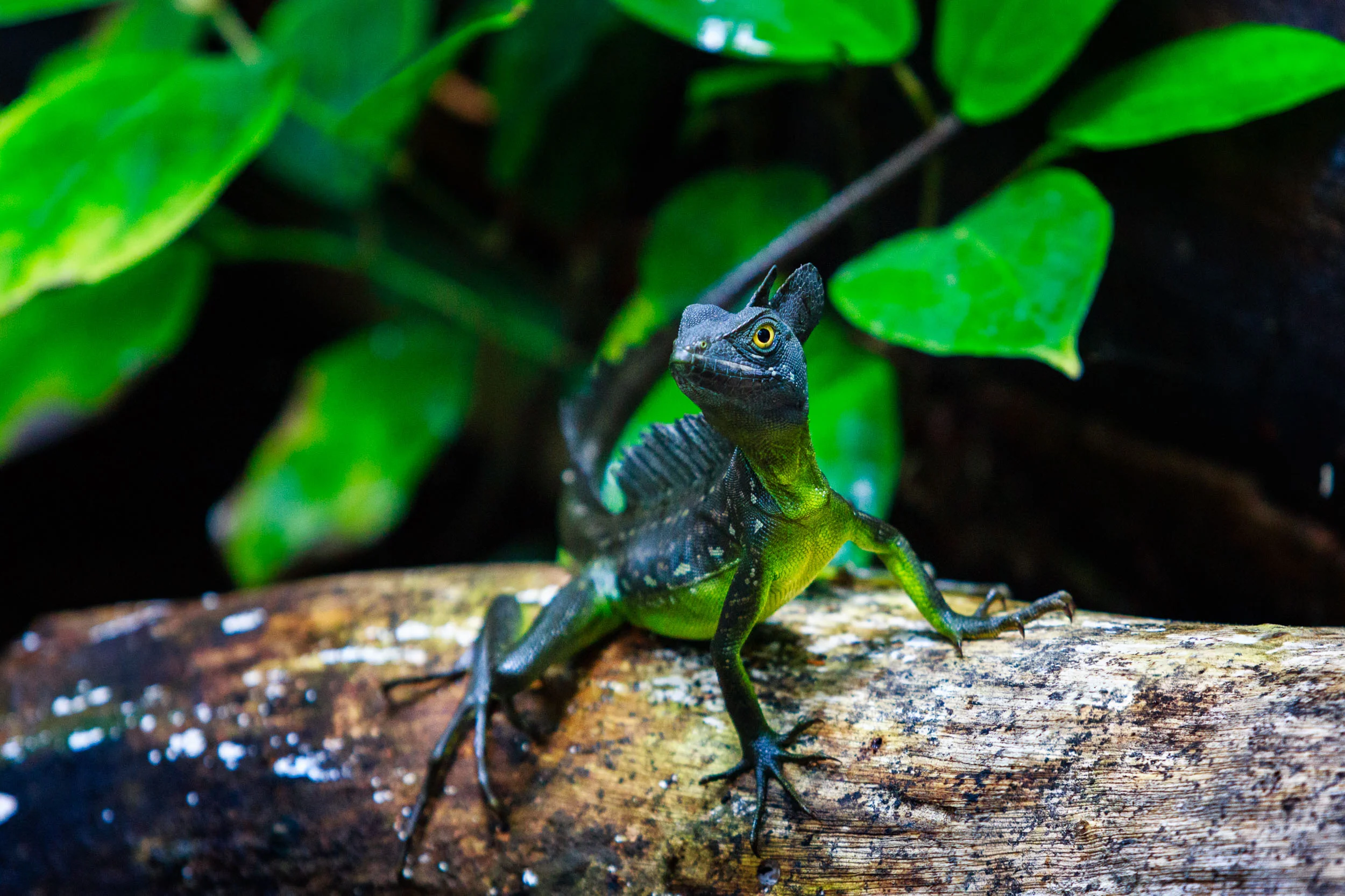 Emerald Basilisk in Costa Rica