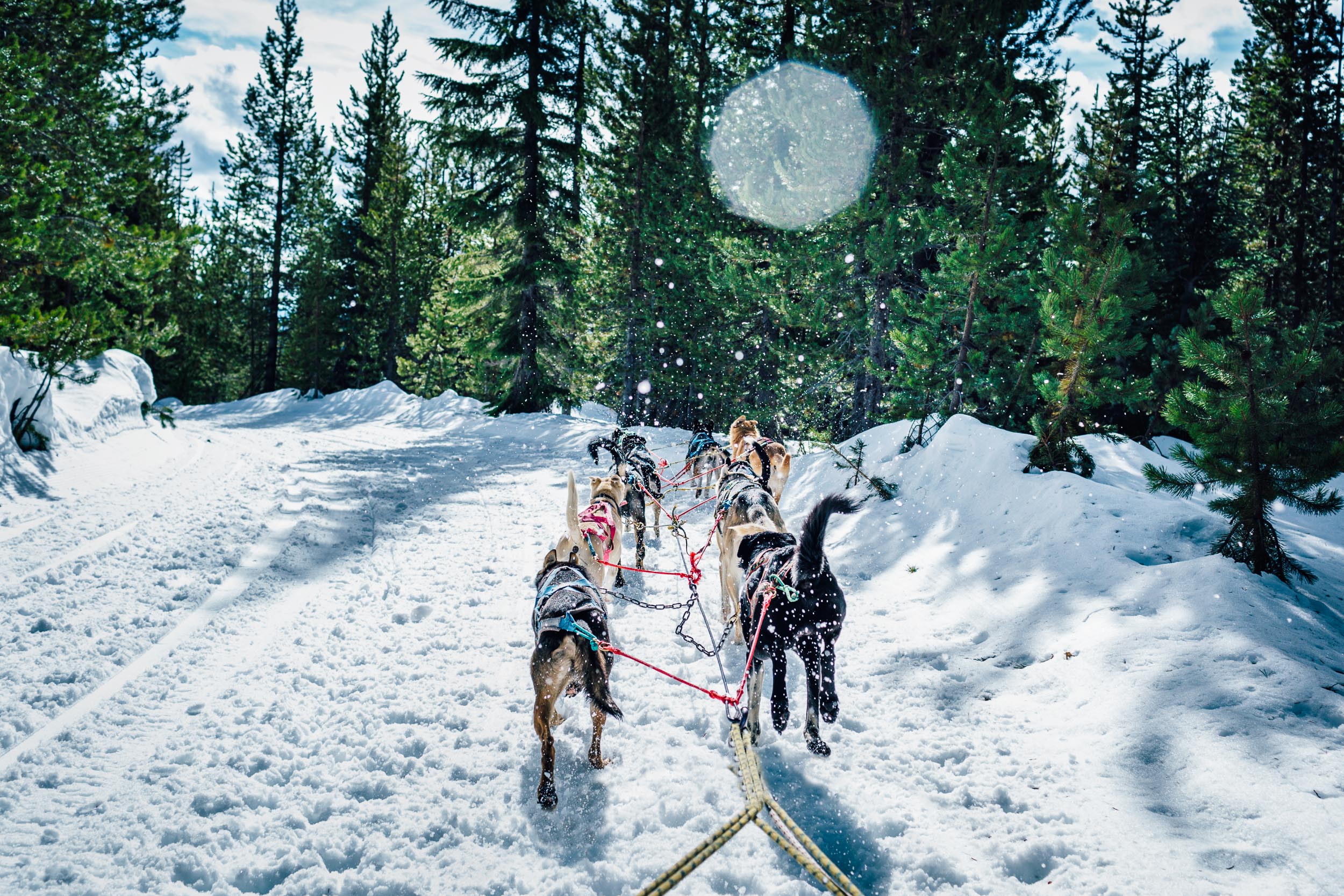 View from a Dog Sled