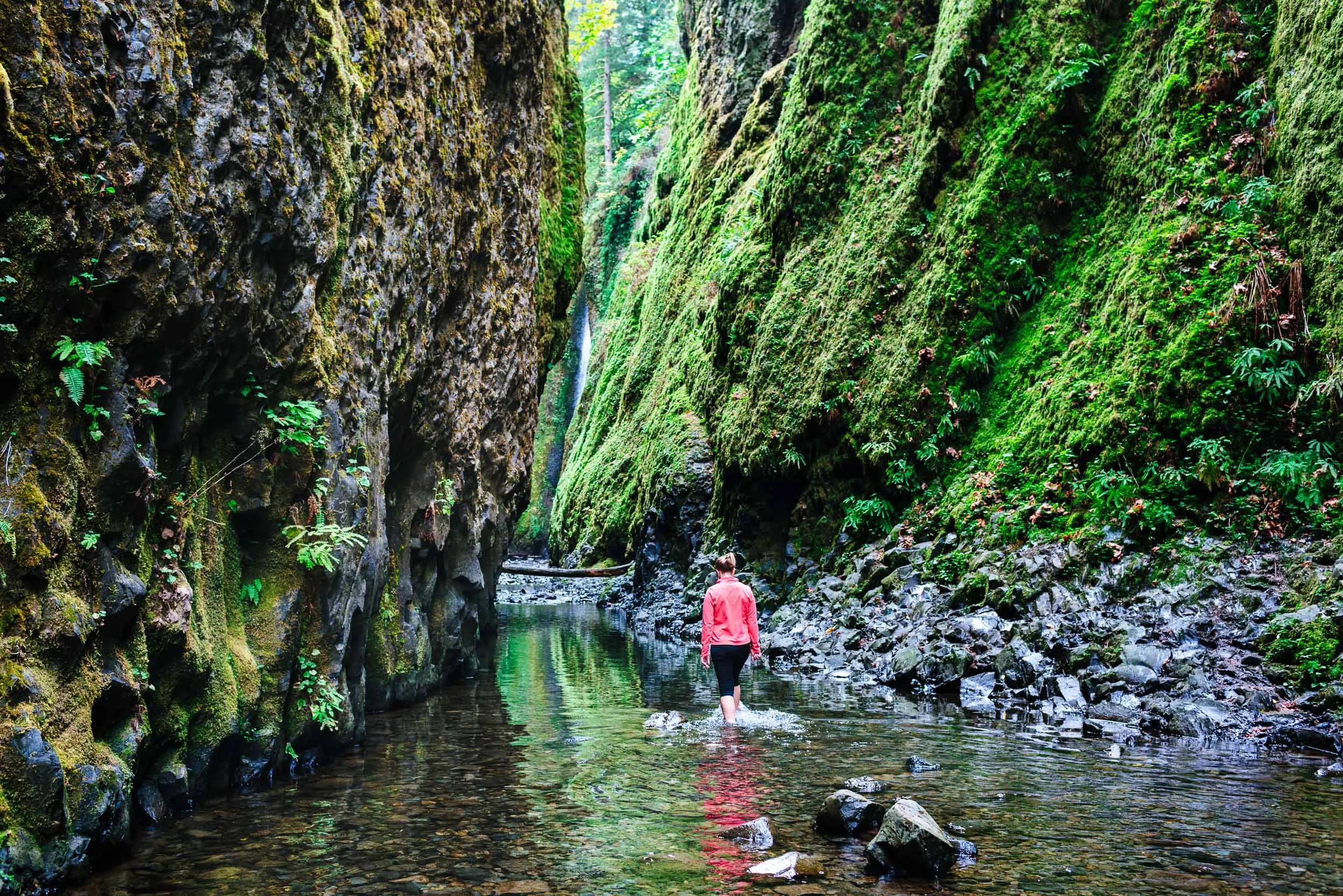  Hiking through the beautiful Oneonta Gorge surrounded by 25 million year old basalt walls on a nice autumn day . To get the Lower Oneonta Falls,  the trail goes right up the cold river reaching levels  up past the waist. 