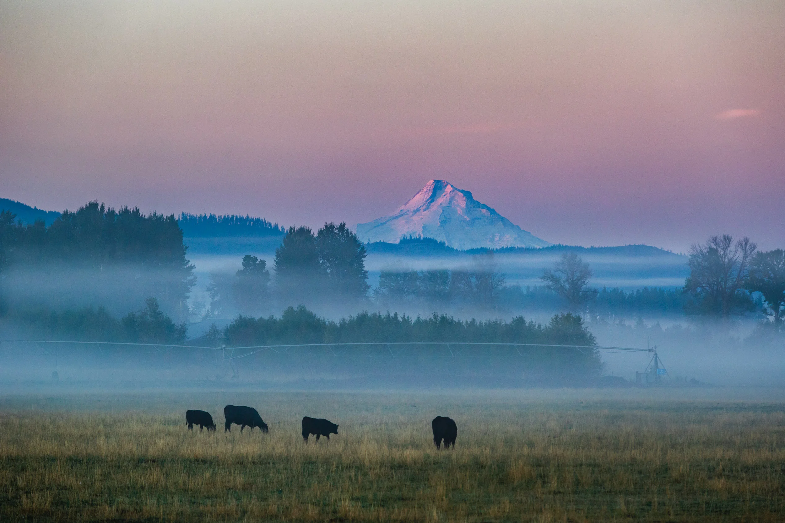 Sunrise Cows