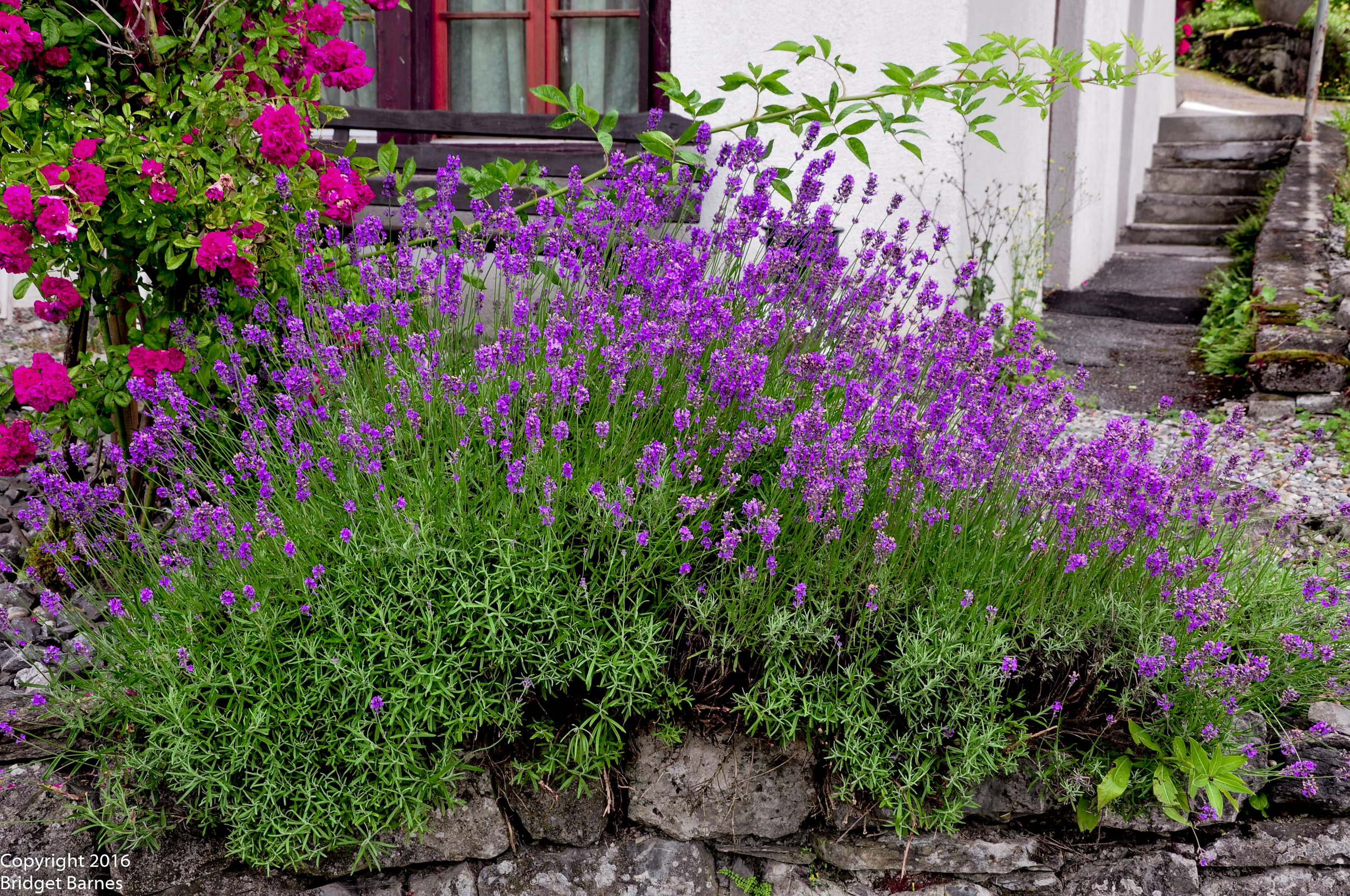 One of the many beautiful gardens you'll find in Iseltwald