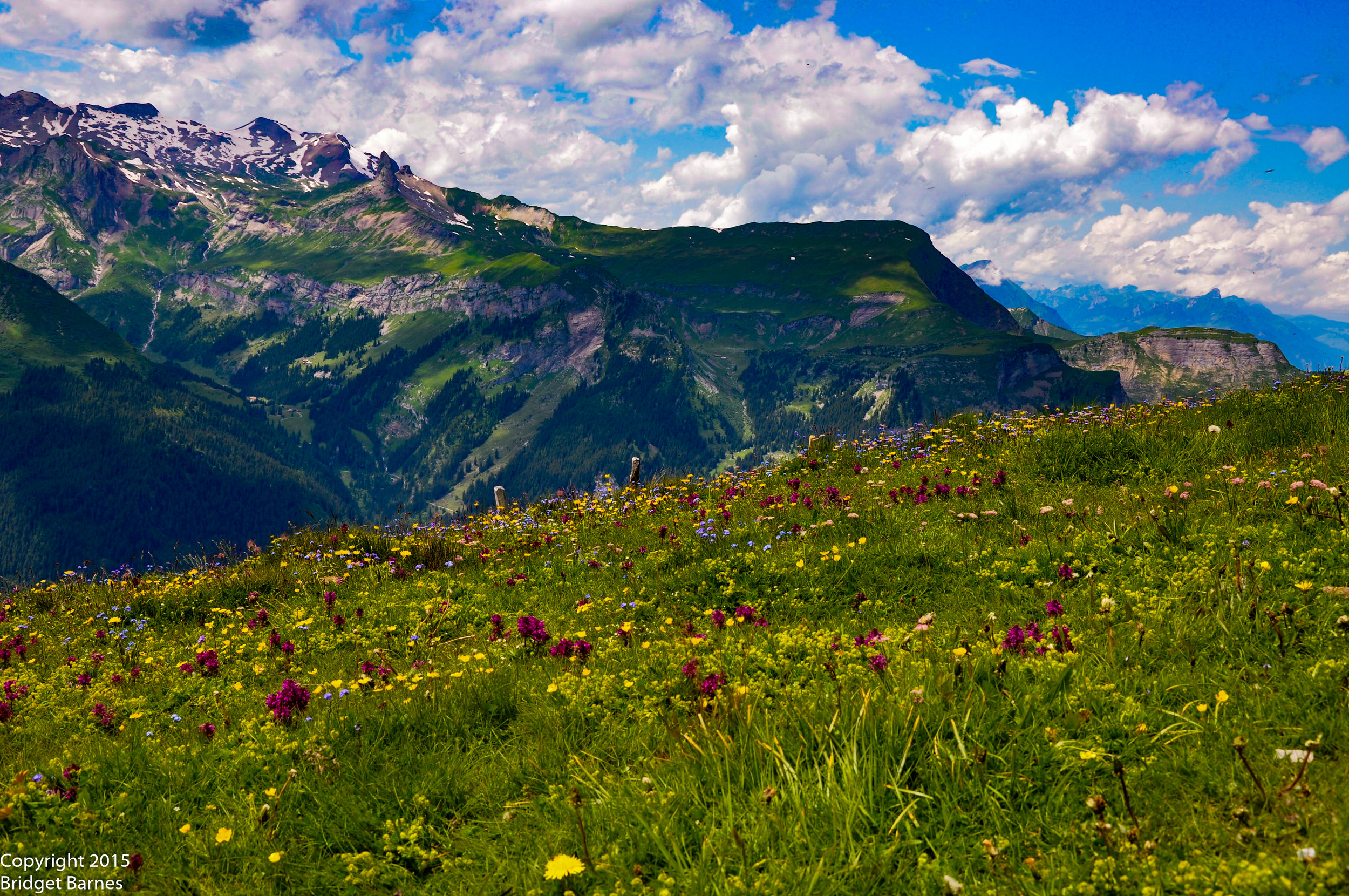 Alpine wildflowers