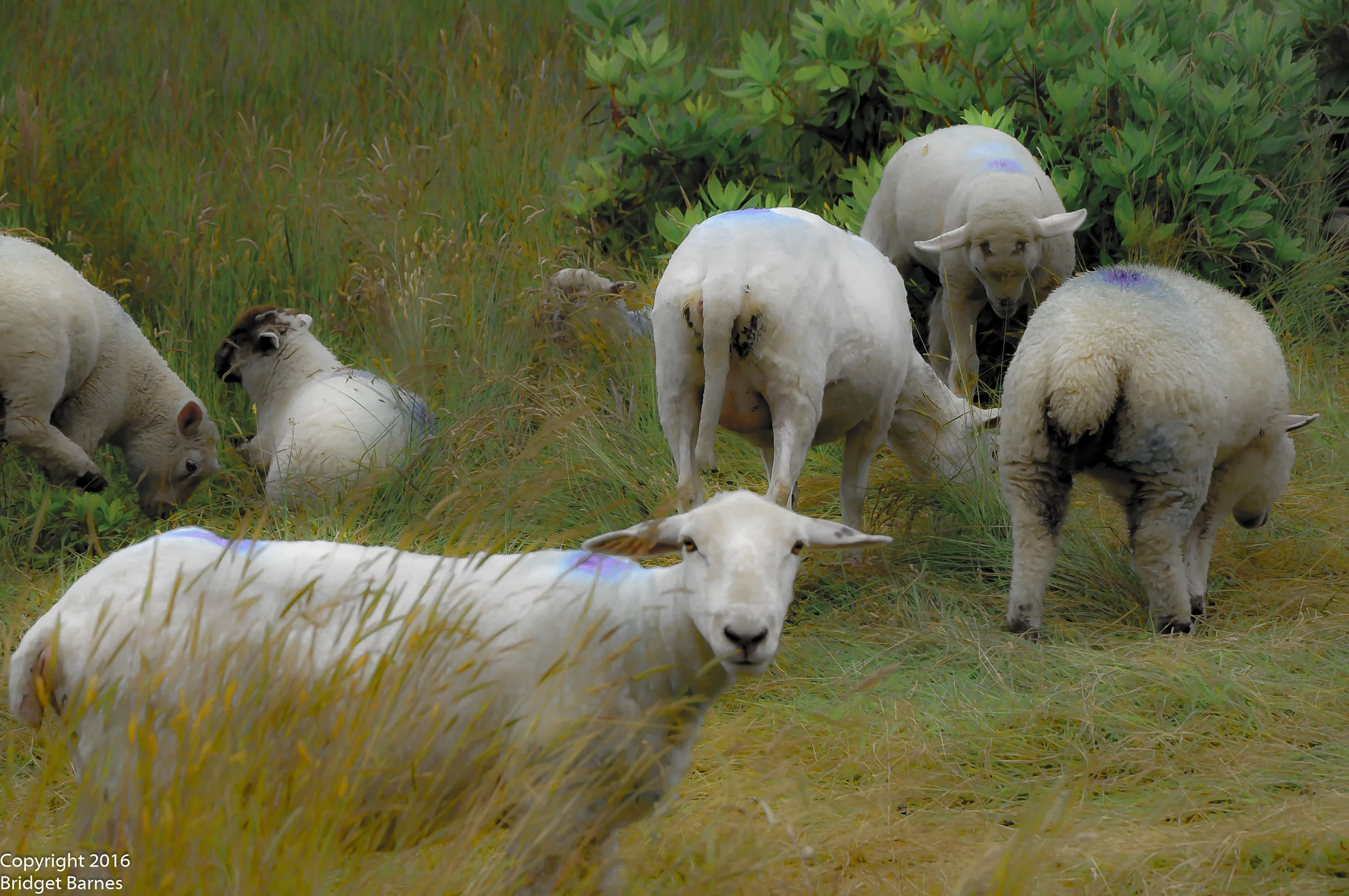 County Donegal sheep