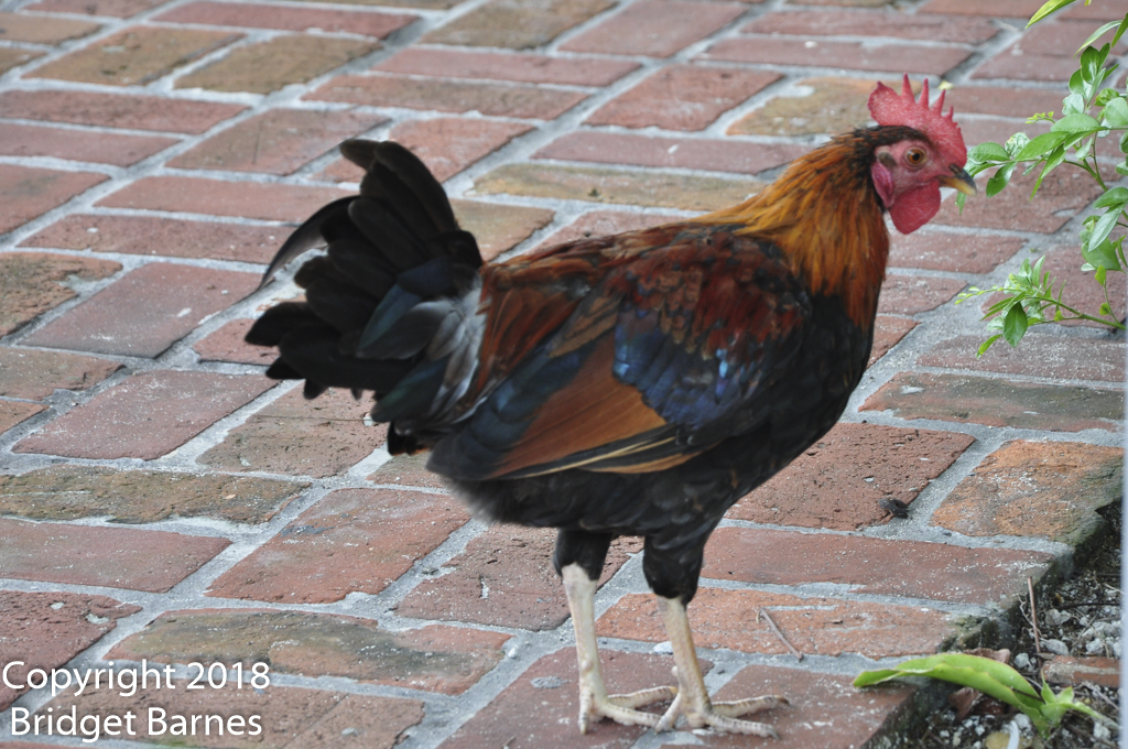 A dapper Key West resident, 17 June 2018