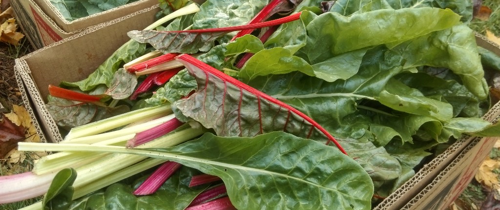 chard.jpg
