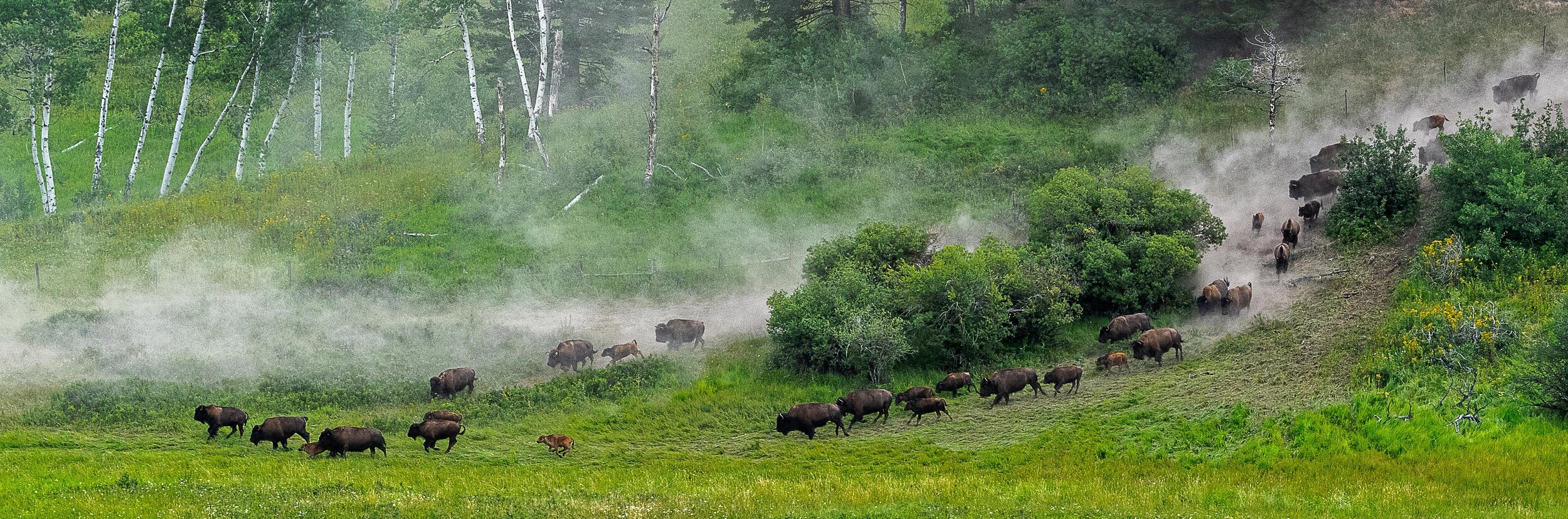  J_Phillips_S_T_C_BisonStampede 