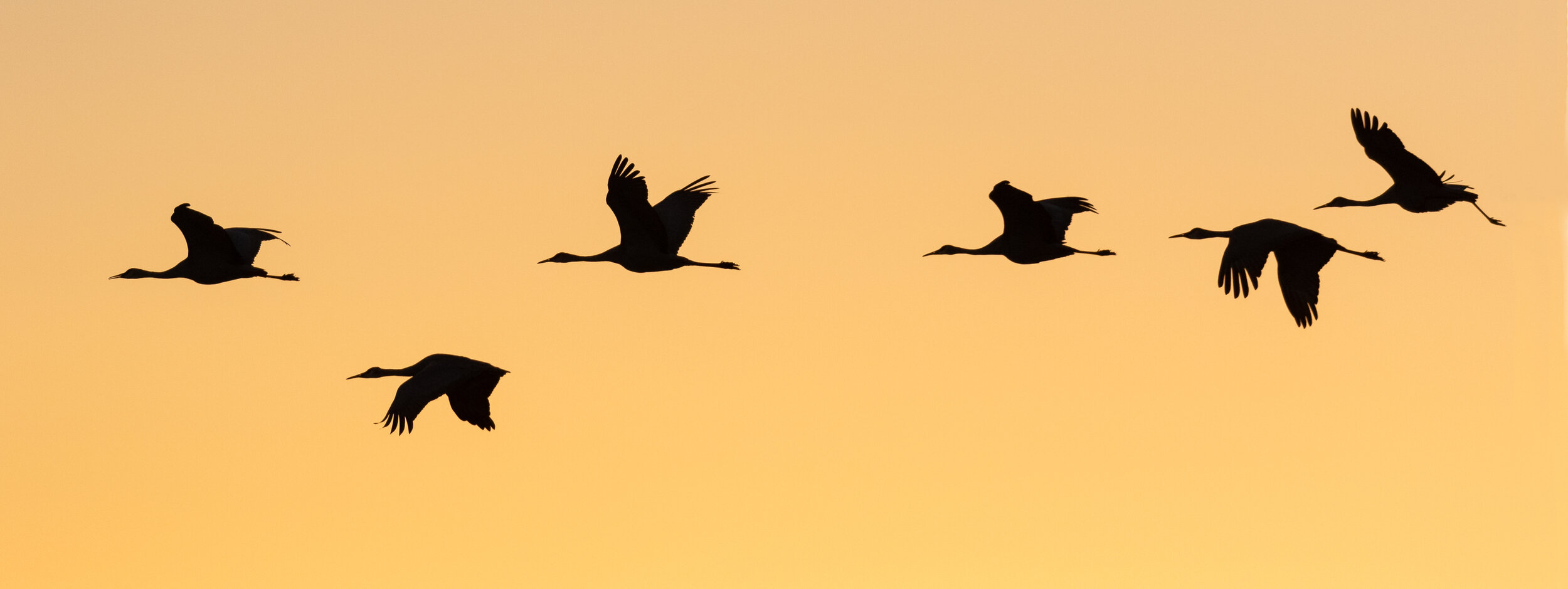  ronda_hamm_S_T_C_sandhill cranes 