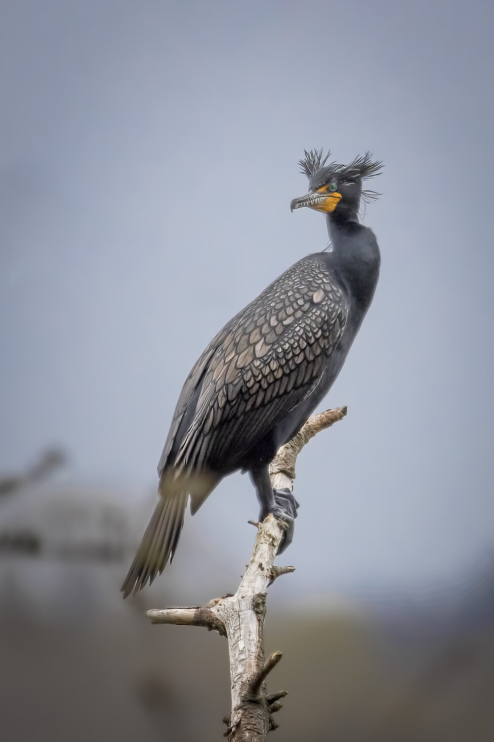 ScottKinzie_S_O_C  Double-crested Cormorant