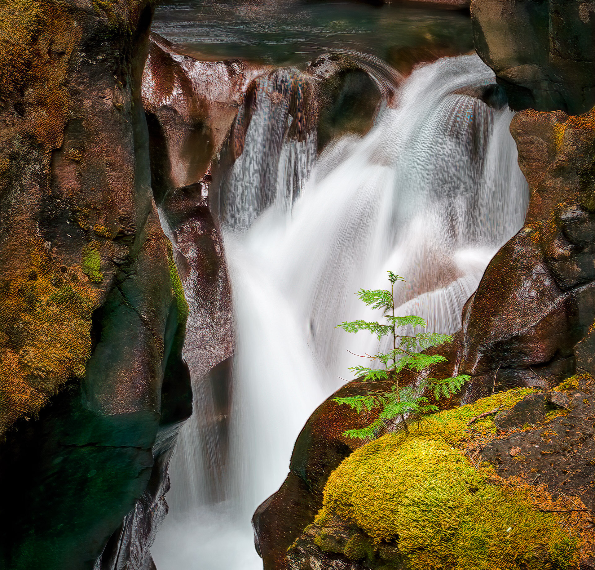  Survivor-Michael Jack Honorable Mention in Professional Color (Nature) 