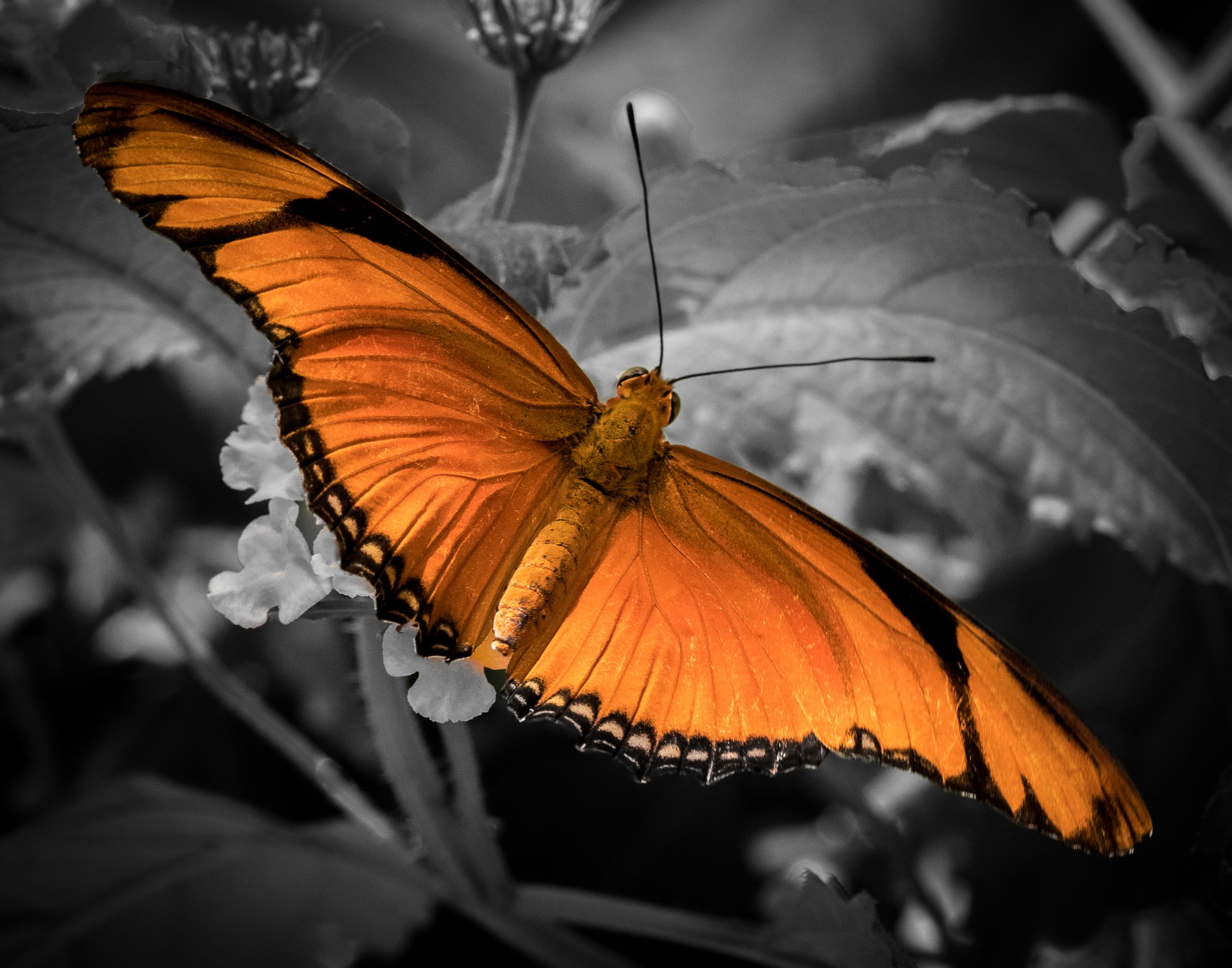  Ron_Shimanek_S_T_C_Desaturated Butterfly 