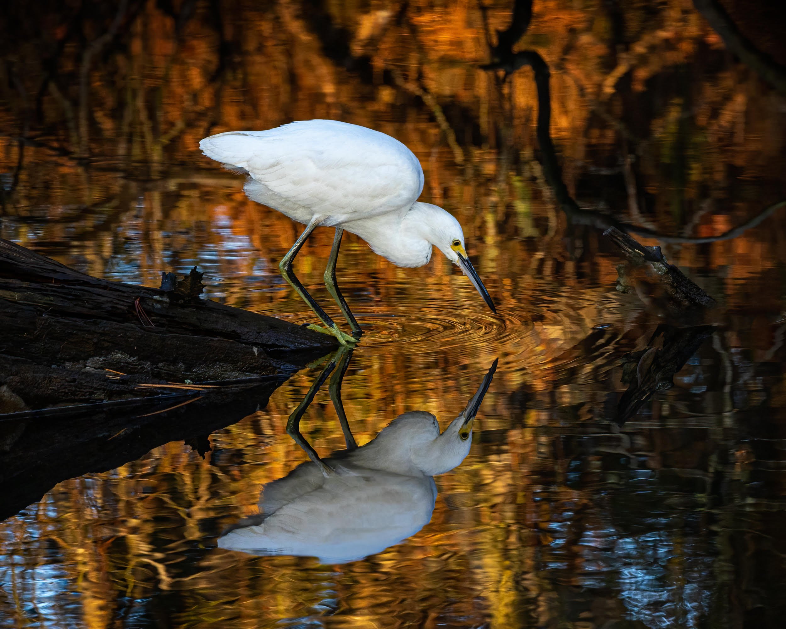  Tom_Jones_S_T_C_BirdDrinking 