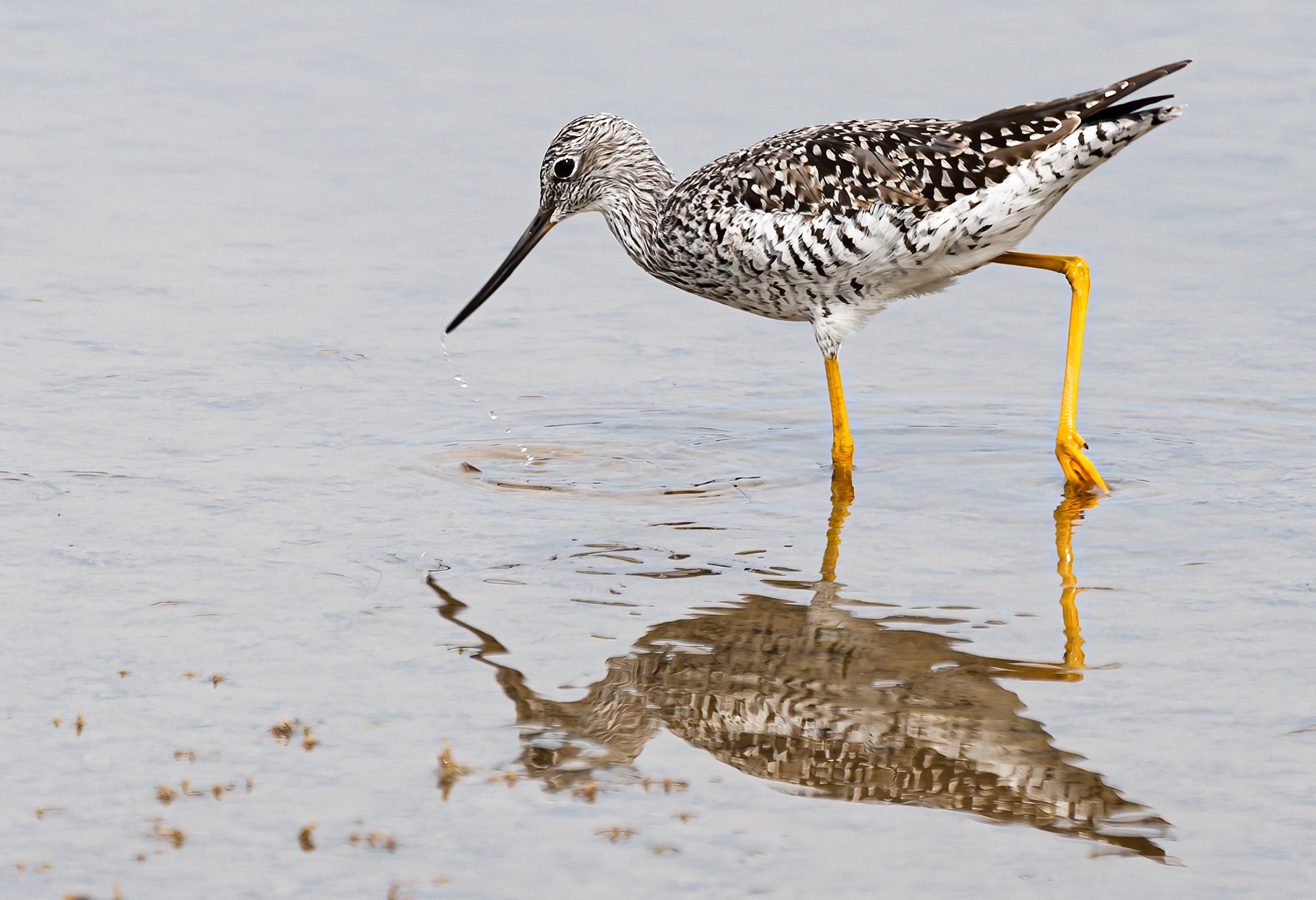  Joe_Phillips_S_O_C_GreaterLonglegsShorebird- 