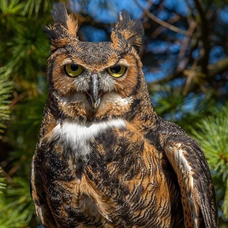 Soarin' Hawk Raptor Rehabilitation Center (New Date)
