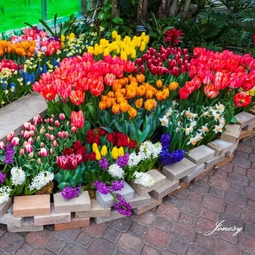 Field Trip:  Garfield Park Conservatory