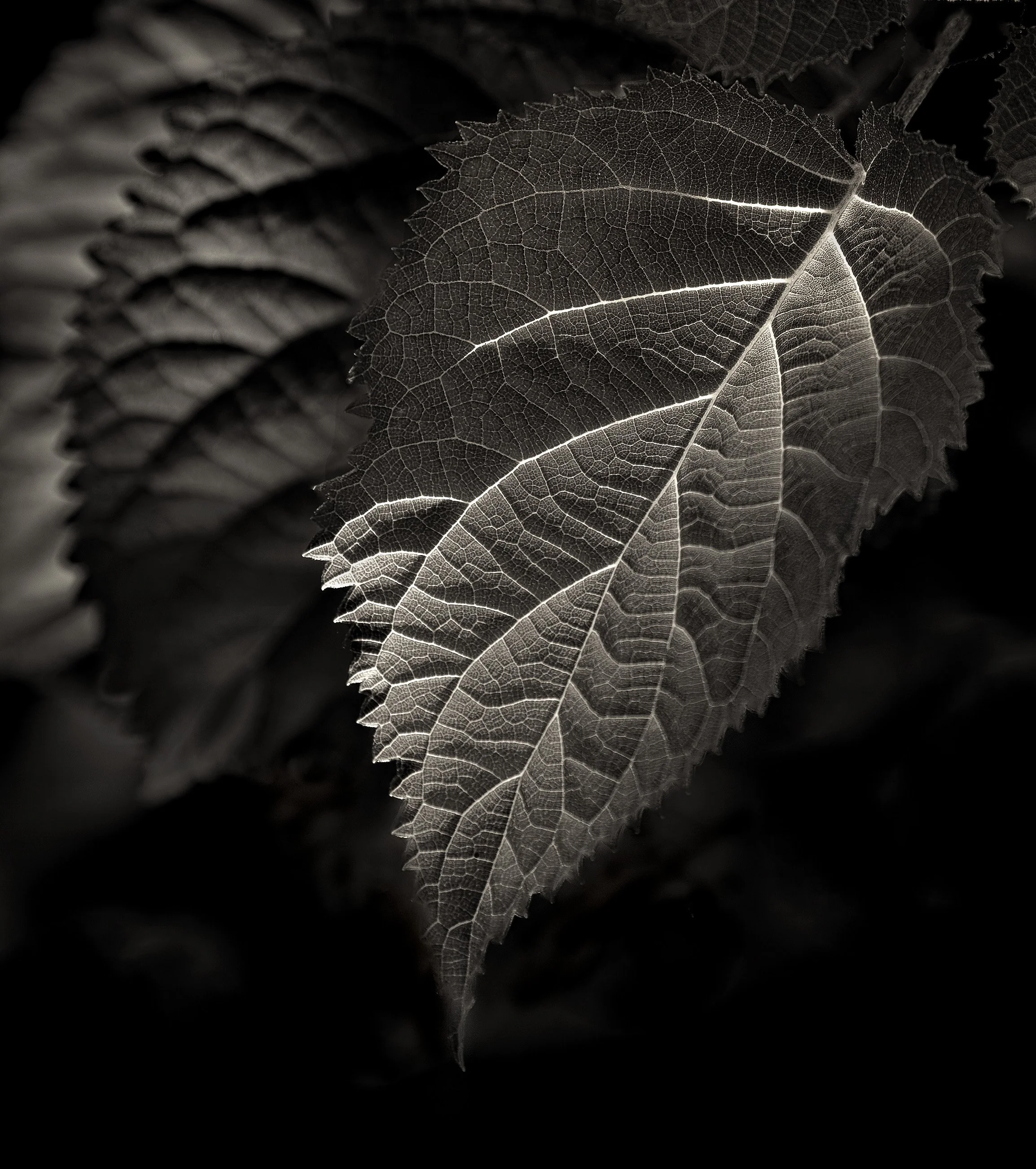 Charles Yang_S_O_BW_Subdued Summer Light