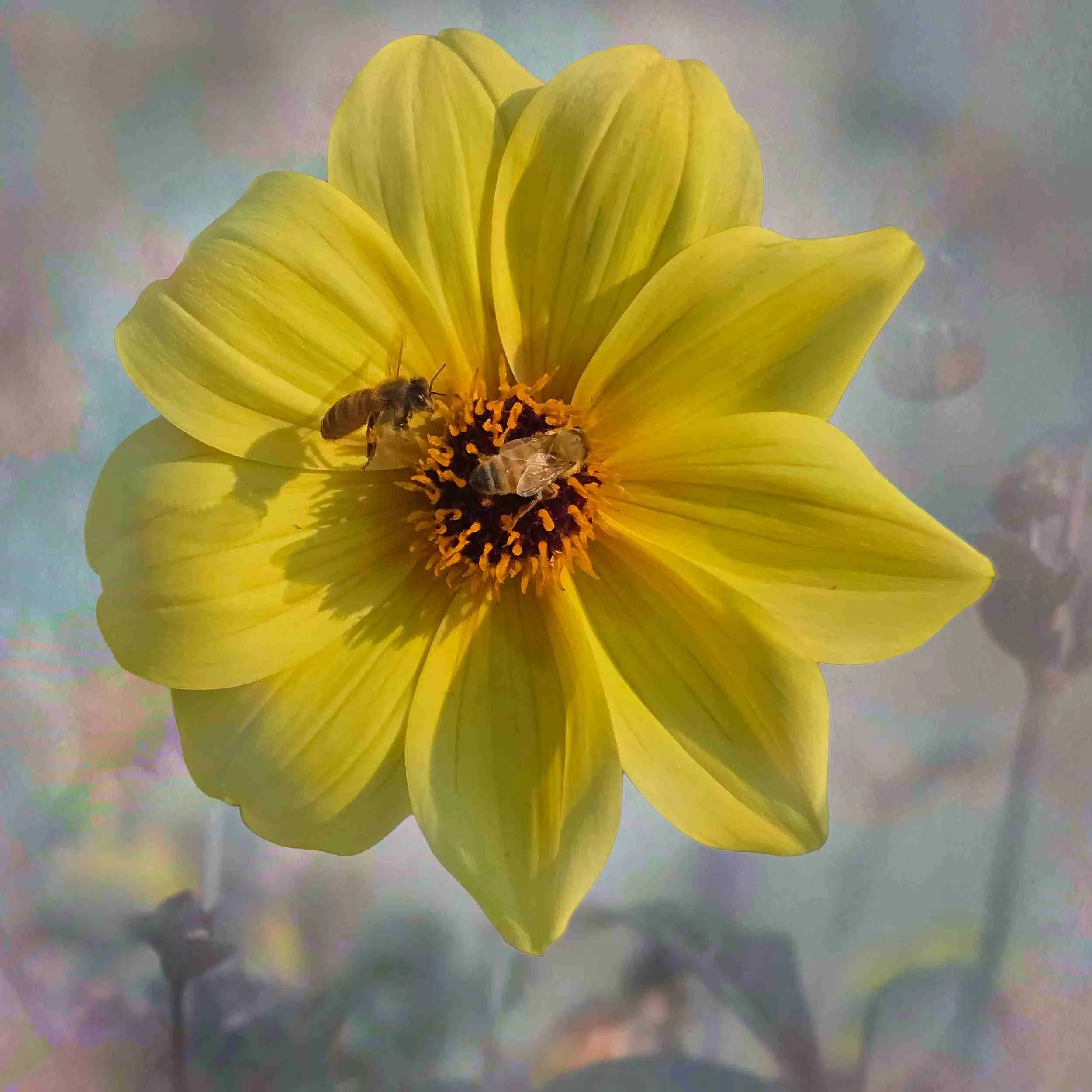 Dale Hughes_Busy Bees 