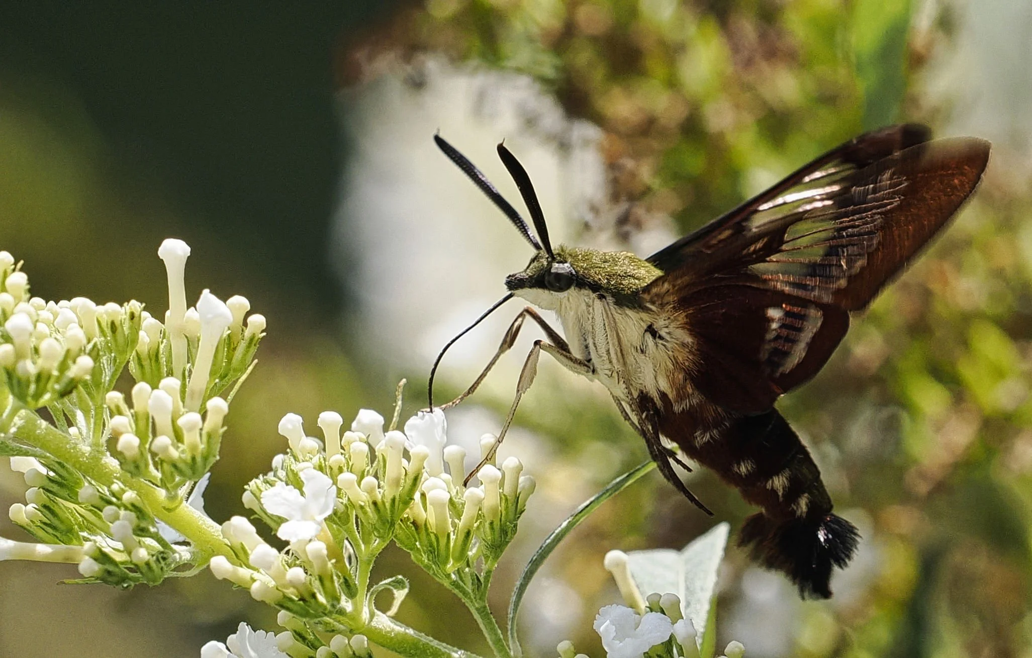  Dewey Conces_Hummingbird Moth 