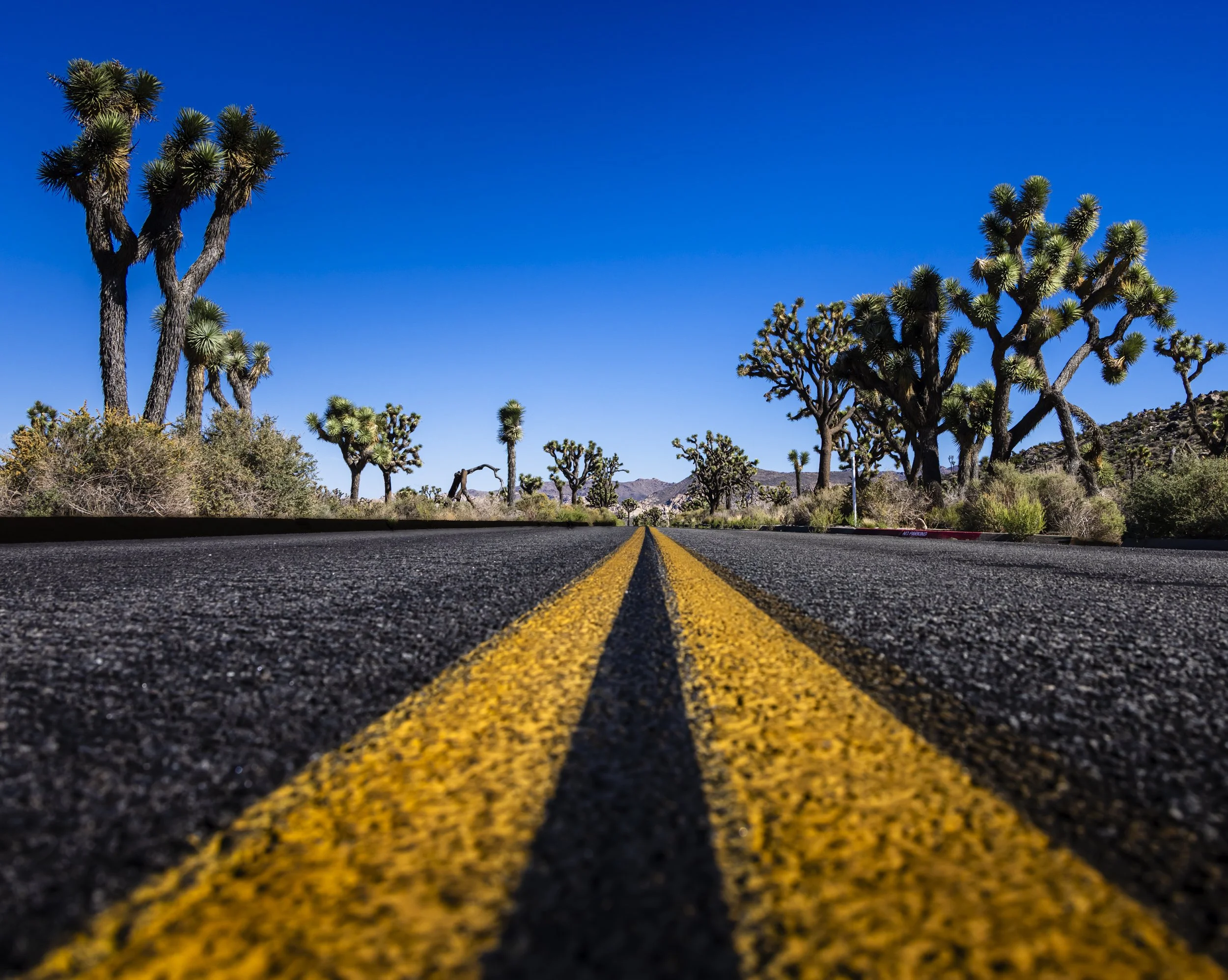  Mat_Gerdenich_S_T_C_Straight to Joshua Tree 