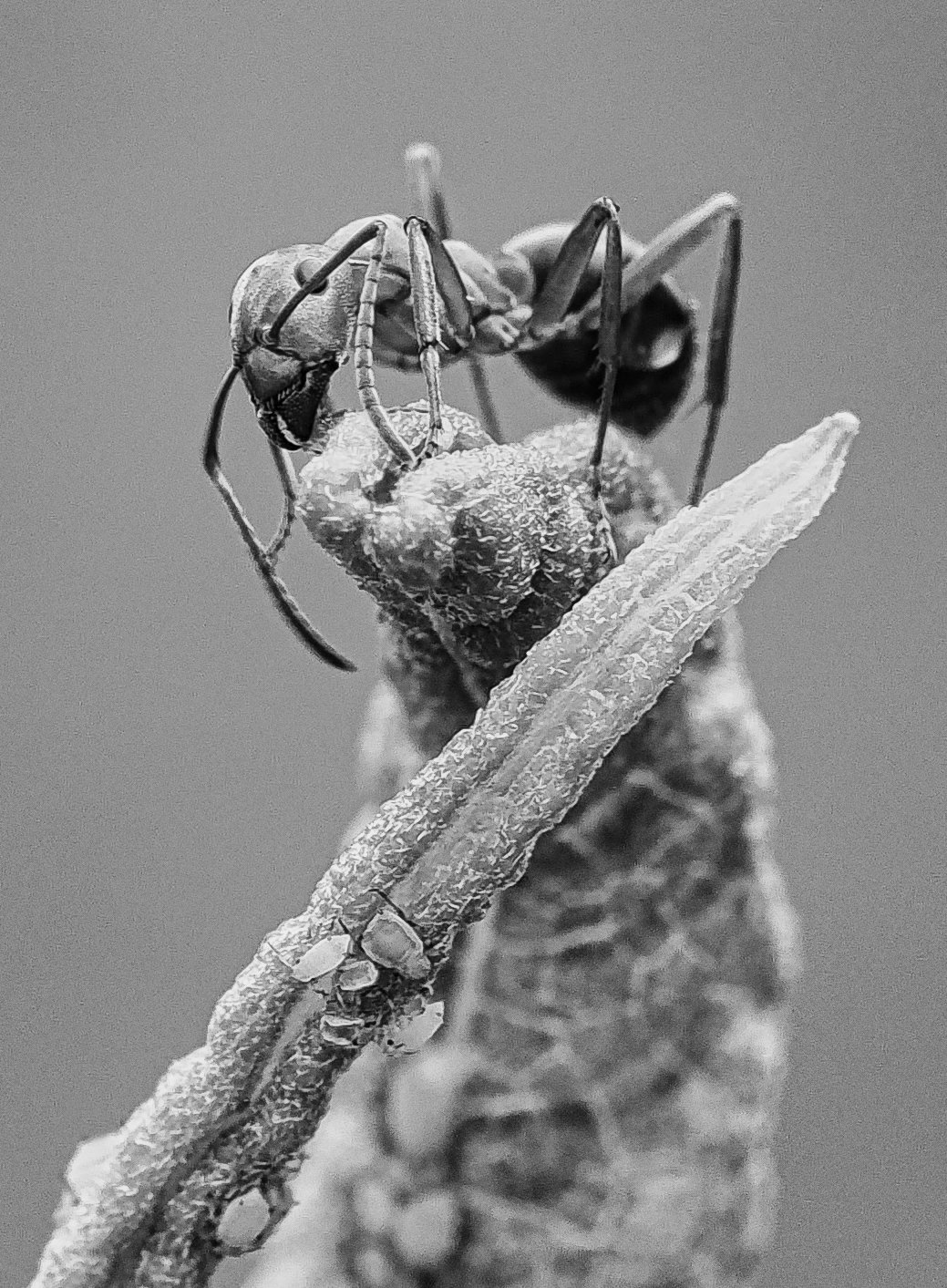  Dewey_Conces_O_BW_Ant tending aphids 