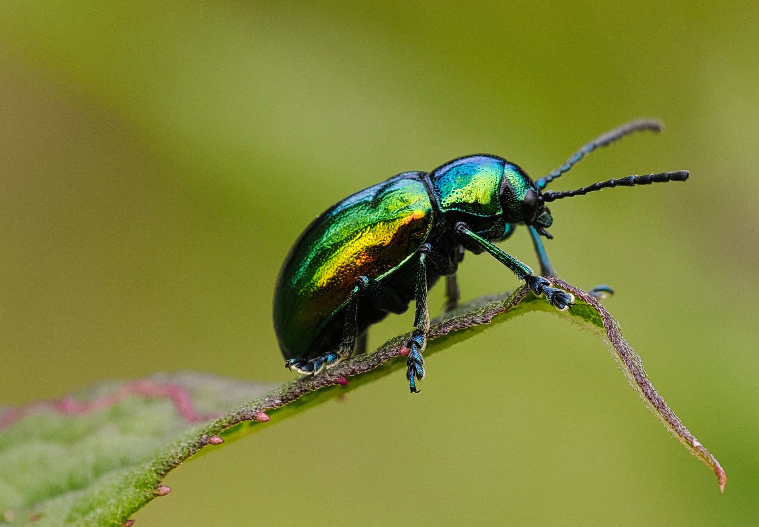  Dewey_Conces_O_C_Dogbane Leaf Beetle 
