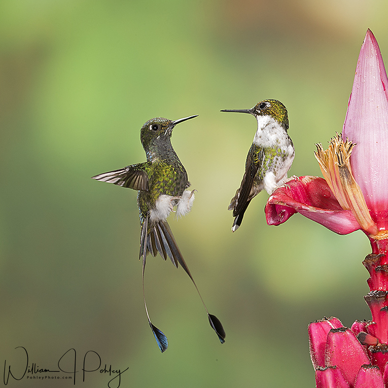 Weekly Meeting: Bill Pohley - Bird Photography