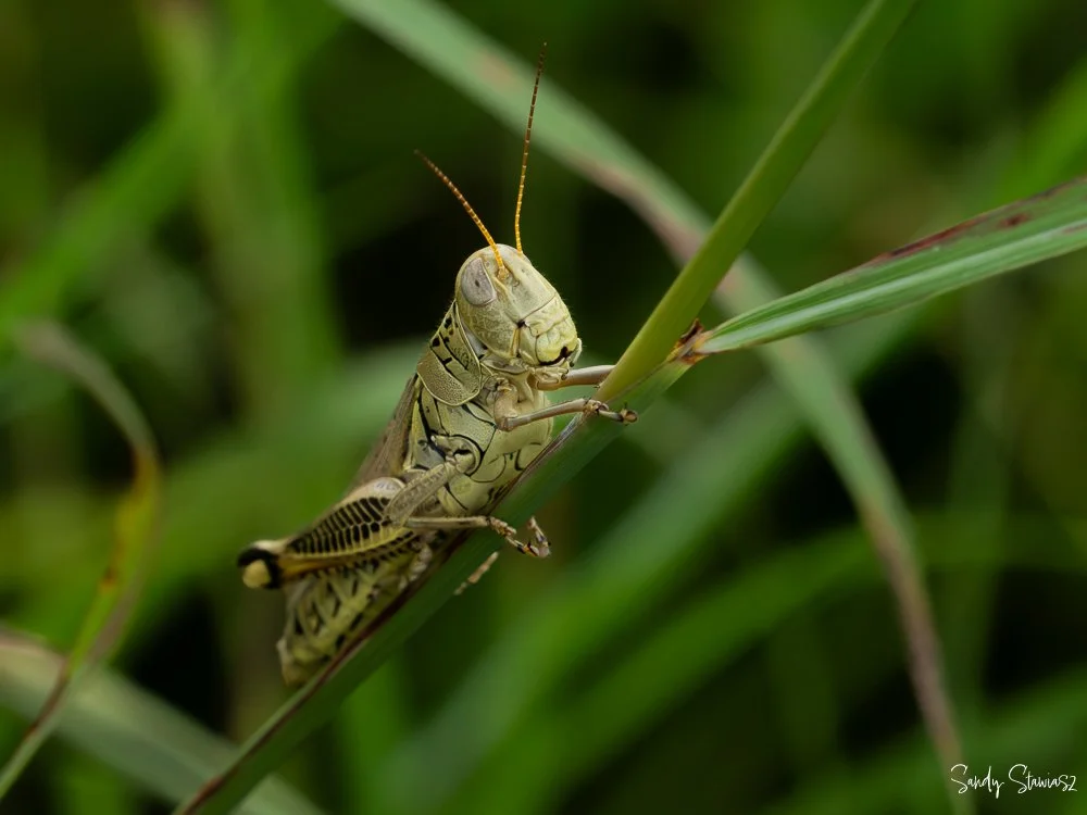 P1571468.jpg