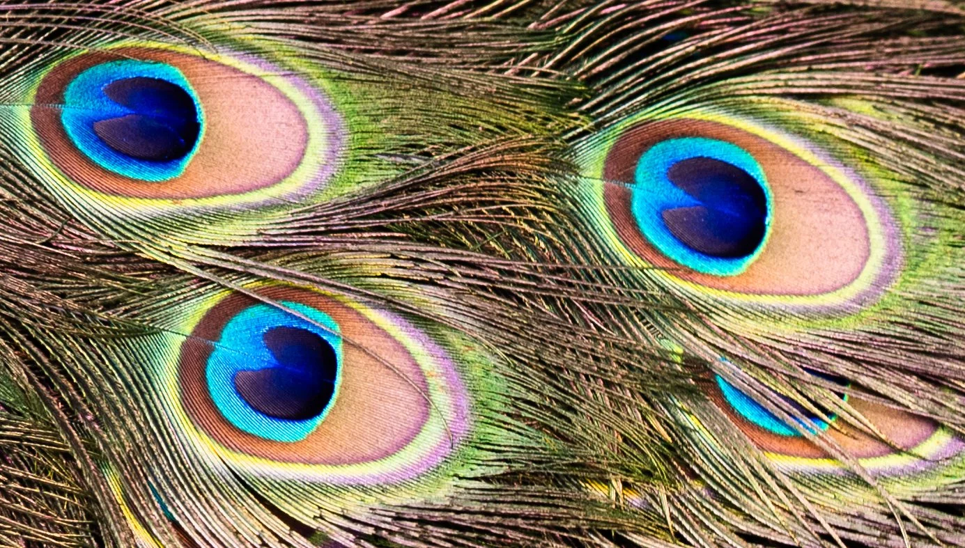  Jen_Spence_T_C_Windows of a Peacock 