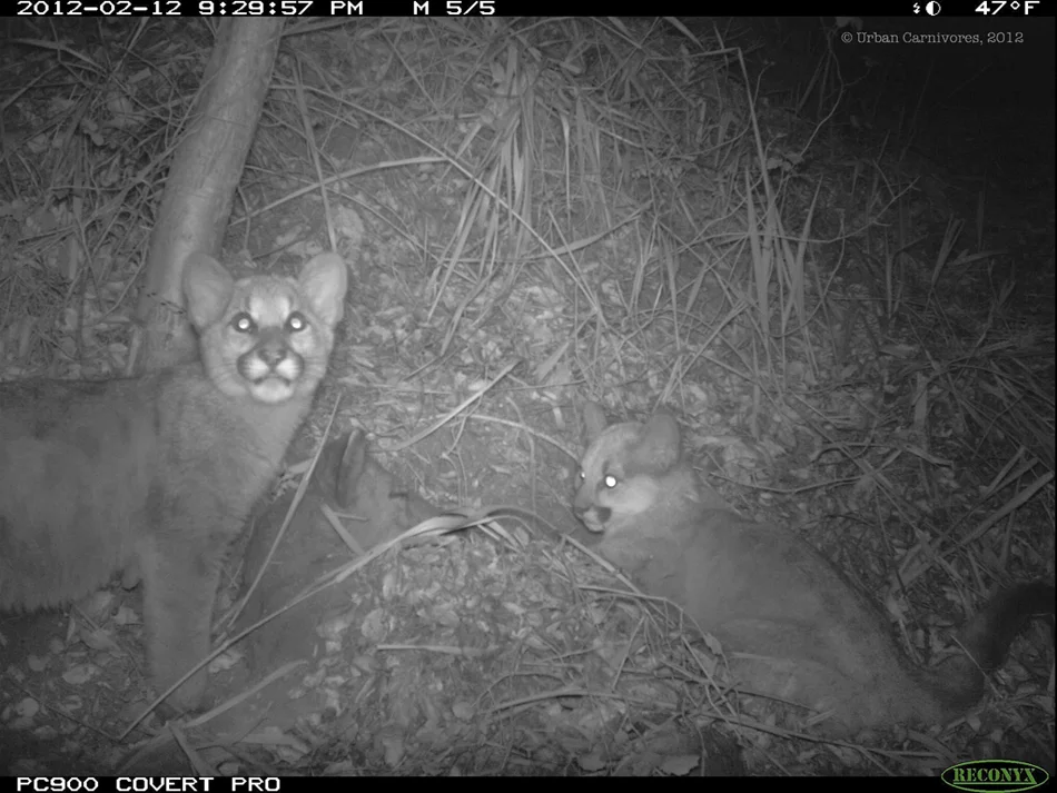 The remote camera photo that revealed the presence of P25 and P26 in the Santa Monica Mountains.